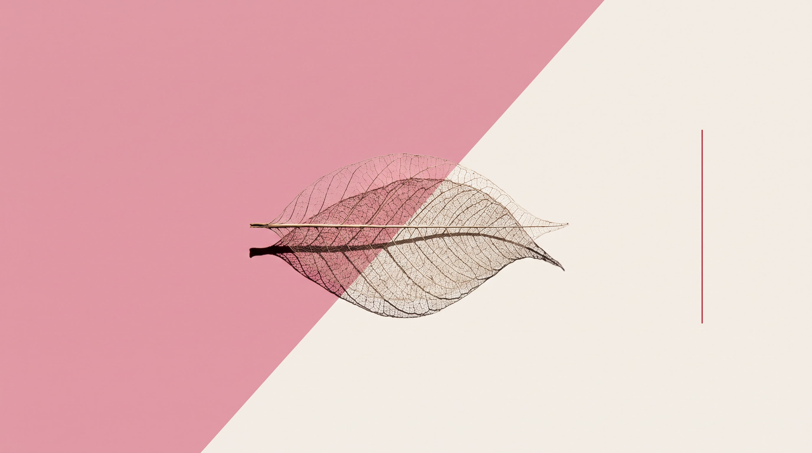 Una foglia scheletrizzata ridotta al reticolo delle nervature, su fondo diviso da una diagonale, metà rosa e metà bianco osso
